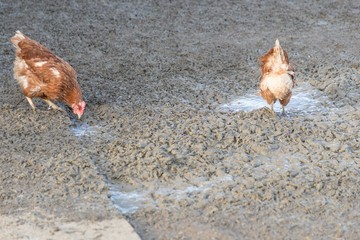 Brown chickens live outdoors at bio poultry farm dirt mud. Rural agriculture scene with free happy hens outdoor. Ecological animal farming and self sufficiency by sustainable fowl livestock