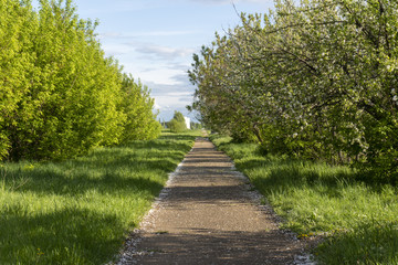 The road in the spring garden.Spring atmosphere