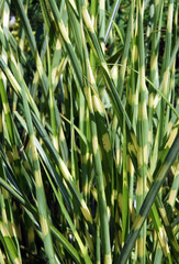 Ornamental Grass Zebrinus