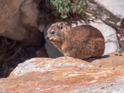 Cape Hyrax as a cute animal who live between the rocks of South Africa
