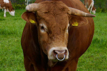 Naklejka na ściany i meble A large and beautiful bull with a nose ring on a farm.