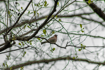 bird on tree 
