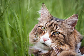 close-up of a beautiful norwegian forest cat in the tall grass