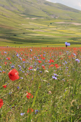 red poppies during the summer flowering of Castelluccio di Norcia  in the italian countryside