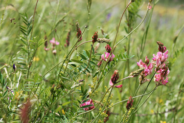 pink flowers in summer