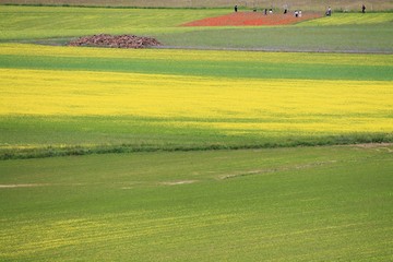 Naklejka premium red poppies during the summer flowering of Castelluccio di Norcia in the italian countryside