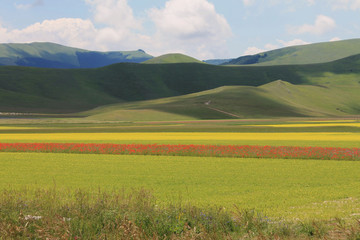 Obraz premium red poppies during the summer flowering of Castelluccio di Norcia in the italian countryside