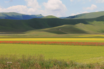 red poppies during the summer flowering of Castelluccio di Norcia  in the italian countryside