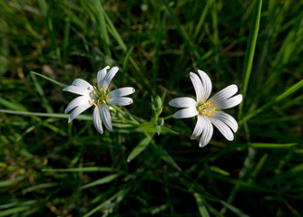 Two white flowers of Mouse-ear chickweed, also known as Common mouse-ear or Starweed between grass