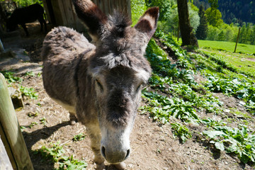 Fototapeta premium Beautiful donkey in the zoo. Donkeys on a farm in Austria.