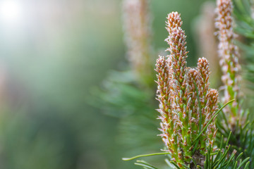 Young green sprouts fir tree needles sprig with sun lights bokeh. Sprouts on twig in sunlight coniferous background.