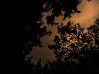 Naklejka premium sunset in the forest