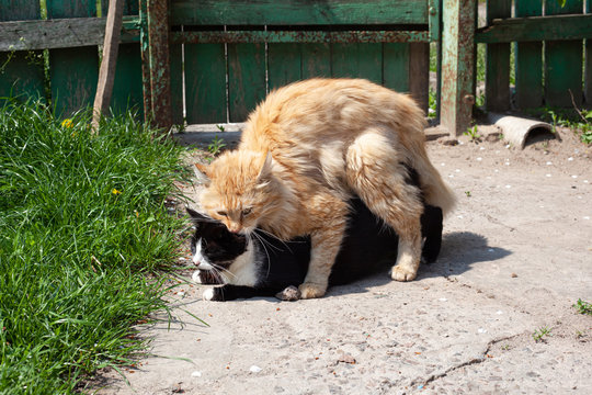 mating season cats, pet sex process .