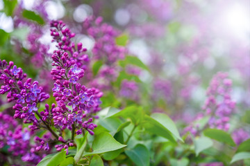 branch of purple lilac flowers in the morning in the spring garden