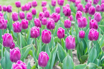 Wonderful smell. tulip blooming in spring. bright tulip flower field. summer field of flower. gardening and floristics. nature beauty and freshness. Growing tulip for sale. plenty of flowers for shop