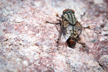 Close up of a flesh fly Sarcophaga resting on a rock