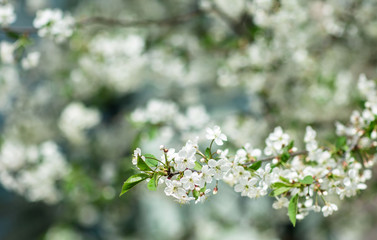 
cherry flowers on branches in the spring in the garden
