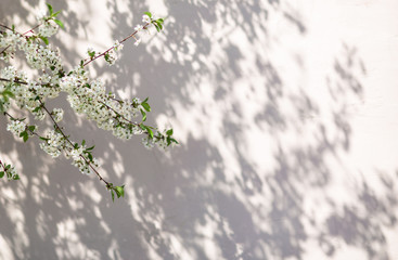 
cherry flowers on branches in the spring in the garden
