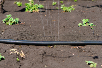 Water jets oozing from a watering hose