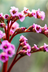 Beautiful pink flower. Blurred in artwork. Beautiful pink flowers in the garden with spring bokeh background