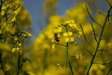 
Spring yellow field