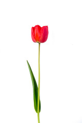 Obraz premium Red tulip isolated on white background