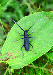 black long-horned beetle