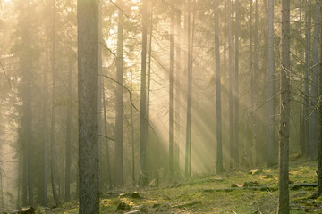 Sonne durchbricht Nebel im Wald