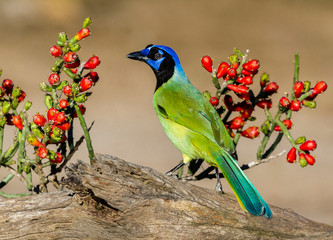 Green Jay perched on stump with pencil cactus behind the wooden stump