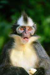Portrait of Thomas leaf monkey in Gunung Leuser National Park, Bukit Lawang, Sumatra, Indonesia
