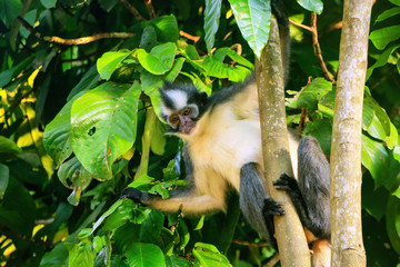 Thomas leaf monkey (Presbytis thomasi) sitting in a tree in Gunung Leuser National Park, Bukit Lawang, Sumatra, Indonesia