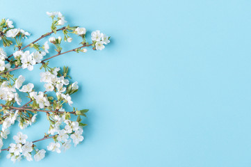 Spring Cherry Blossom On blue Background.