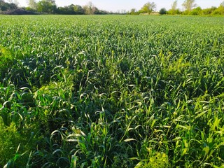 Fototapeta na wymiar Beautiful green wheat field
