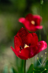 
Beautiful flowers grow in summer