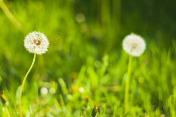 Two dandelions on green background. One dandelion in focus another is not in focus . Bright spring grass on a background.