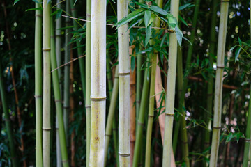 Fine details in a small bamboo forest patch