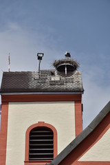 Storchennest auf der St. Thomaskirche in Freiburg-Betzenhausen