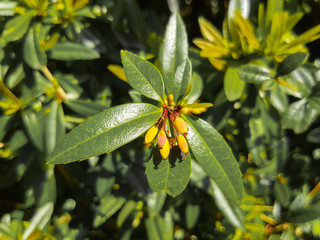 Barberry (in german Berberitze) Berberis vulgaris
