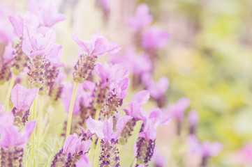 Summertime.  Blooming lavender in a field
