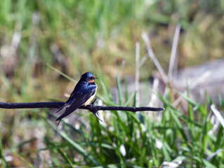 Barn Swallow perched on branch in marsh