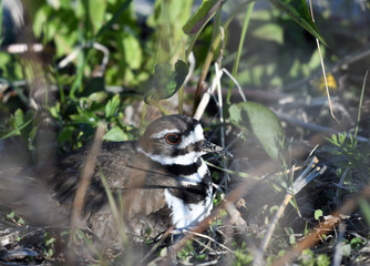 Killdeer keeping nest warm spring morning