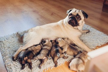 Obraz premium Pug dog mother feeding six puppies at home. Dog lying on carpet with kids. Family time