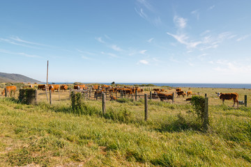 Herd of cows grazing in a field. Rural California landscape