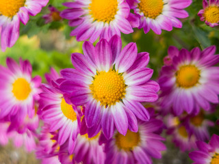 Fototapeta premium pink flowers