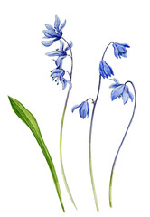 Watercolor illustration. Spring blue Scilla flowers on a white background.