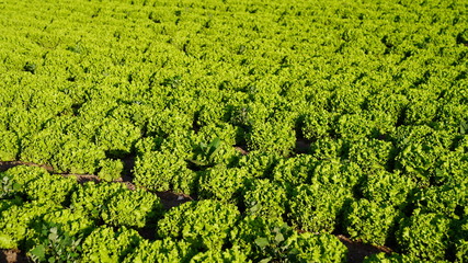 Lettuce garden in field.  Vegetable garden. Growing lettuce.
