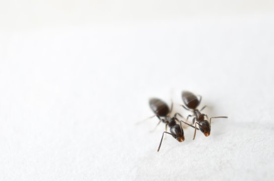 Close up picture of small brown ants, called Odorous House Ants, eating poison.