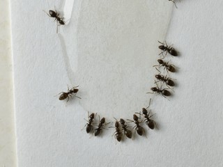 Close up picture of small brown ants, called Odorous House Ants, eating poison.