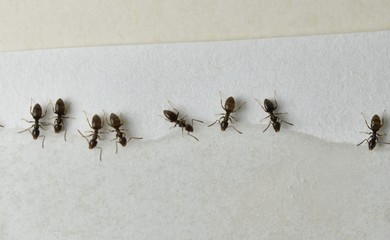 Close up picture of small brown ants, called Odorous House Ants, eating poison.