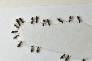 Close up picture of small brown ants, called Odorous House Ants, eating poison.